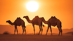 驼队高清骆驼摄影图