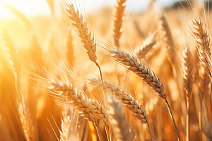麦田粮食植物摄影图
