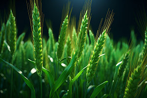 麦田植物粮食摄影图