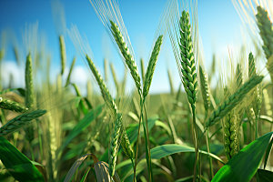 麦田麦子粮食摄影图