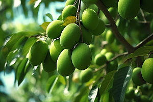 芒果水果热带水果摄影图