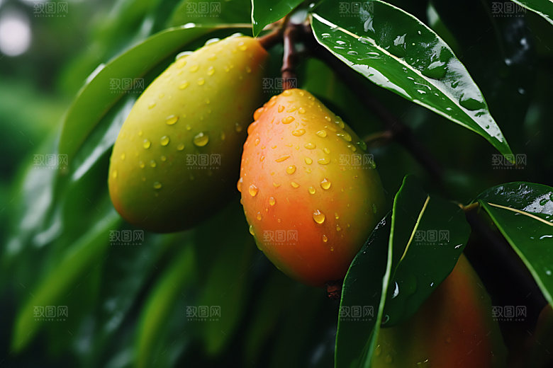 芒果夏季特写摄影图