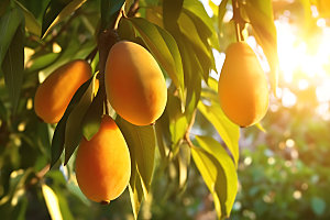 芒果夏季美食摄影图