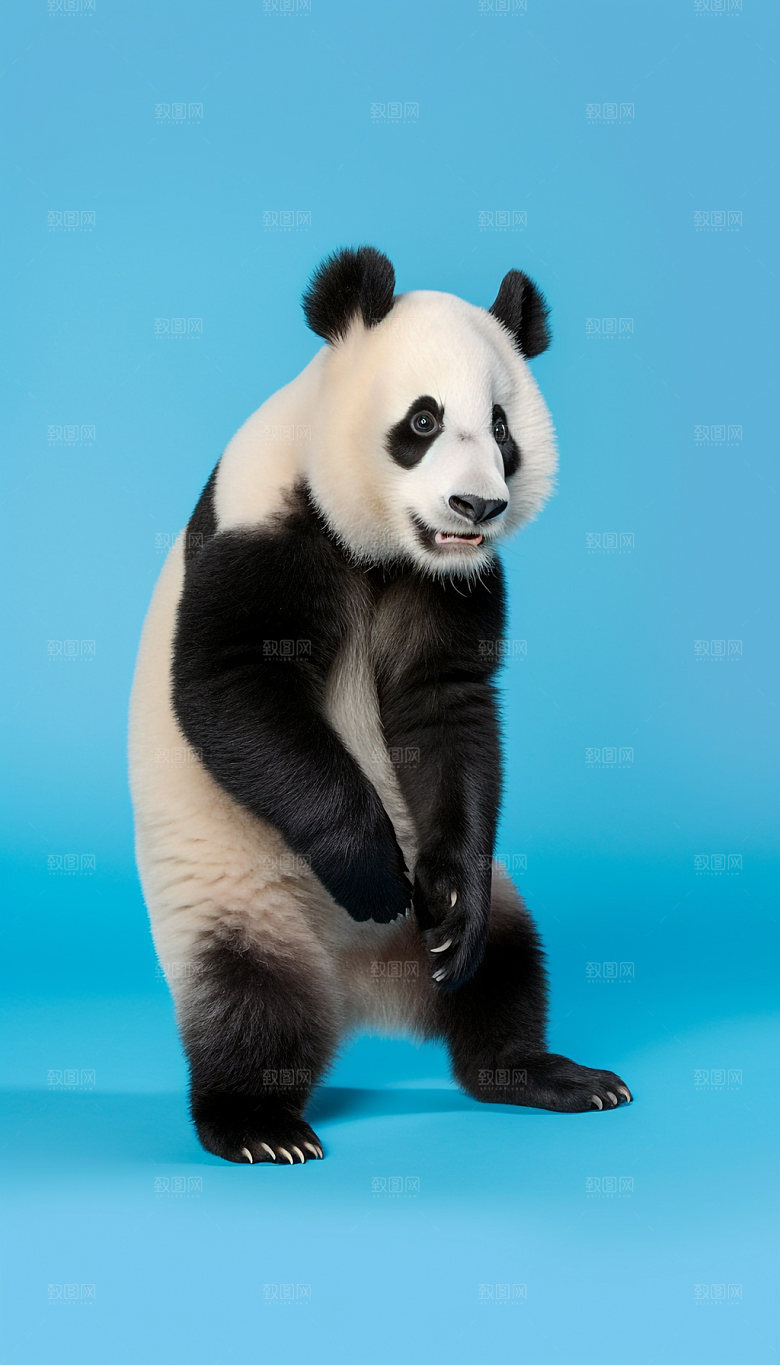 动物可爱证件照摄影图