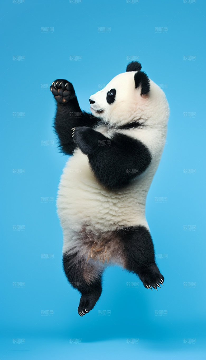 动物高清形象摄影图
