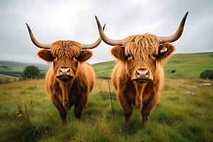 牦牛哺乳动物家畜摄影图