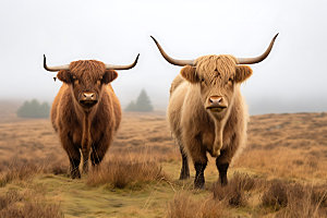 牦牛家畜哺乳动物摄影图