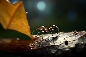 蚂蚁特写科普摄影图