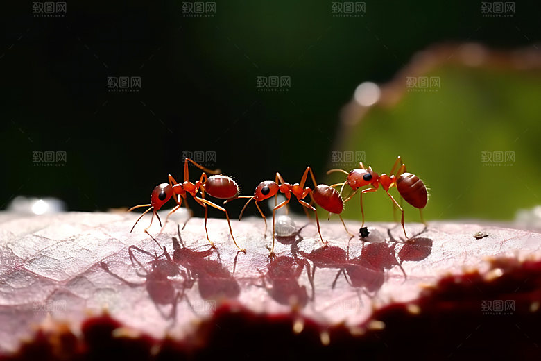 蚂蚁科普昆虫摄影图