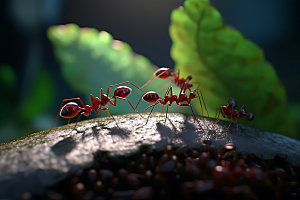 蚂蚁特写微距摄影图