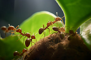 蚂蚁微距自然科学摄影图