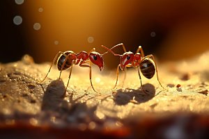 蚂蚁昆虫高清摄影图