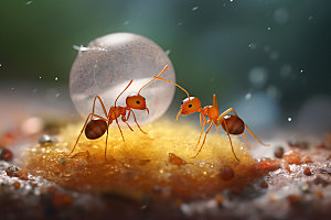 蚂蚁生物观察高清摄影图