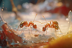 蚂蚁微距自然科学摄影图