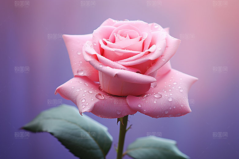 玫瑰花自然花卉摄影图