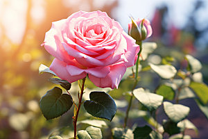 玫瑰花植物花卉摄影图