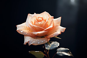 玫瑰花自然月季花摄影图