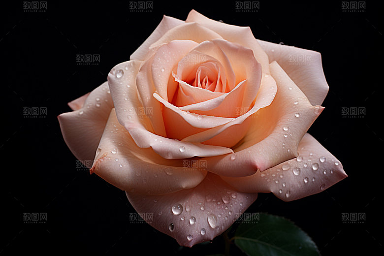 玫瑰花月季花高清摄影图