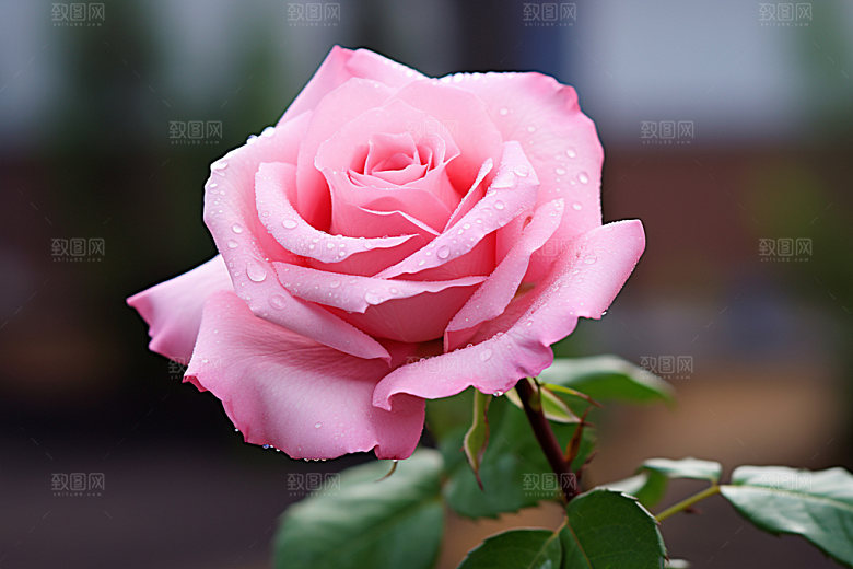 玫瑰花月季花植物摄影图