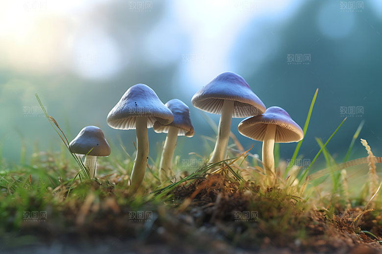 蘑菇高清菌菇摄影图