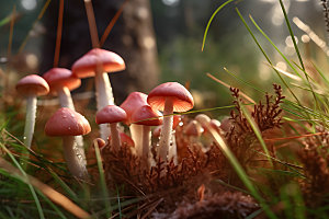 蘑菇自然高清摄影图