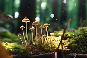 蘑菇菌菇高清摄影图