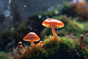 蘑菇自然森林摄影图