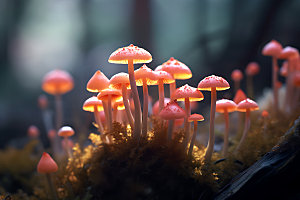 蘑菇植物高清摄影图