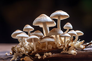 蘑菇植物森林摄影图