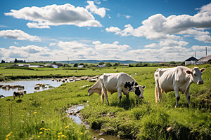 奶牛高清畜牧摄影图
