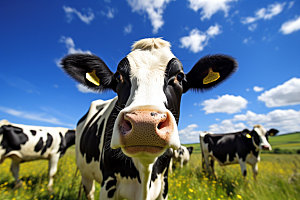 奶牛牧场牛群摄影图