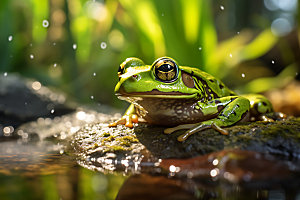 青蛙高清动物摄影图
