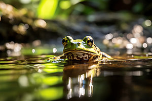 青蛙动物高清摄影图