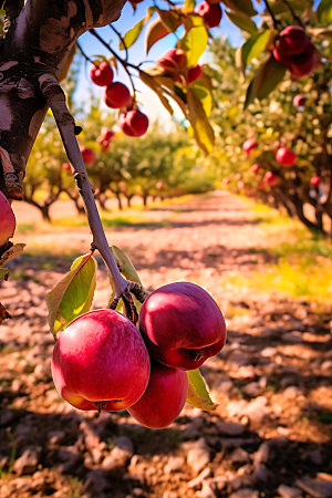 苹果果园农场种植园摄影图
