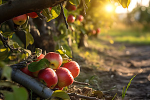 苹果果园高清果树摄影图