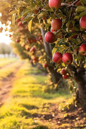 苹果果园农产品自然摄影图