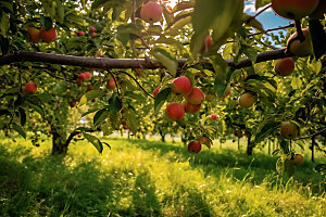 苹果果园苹果高清摄影图