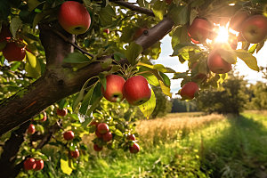 苹果果园水果自然摄影图