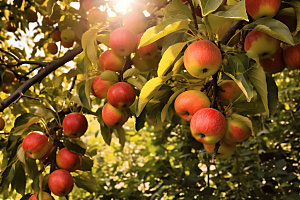 苹果果园水果自然摄影图