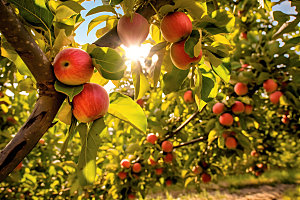 苹果果园种植园农场摄影图