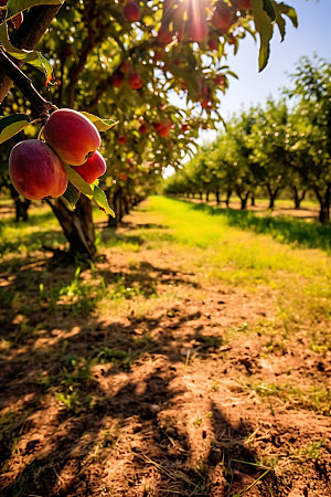 苹果果园农场农产品摄影图