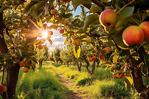 苹果果园种植园果树摄影图