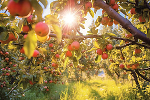 苹果果园自然农产品摄影图