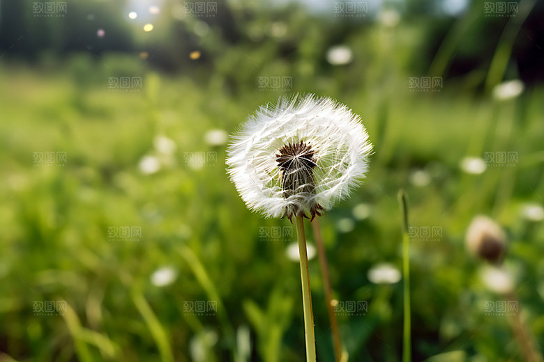 蒲公英植物花卉摄影图