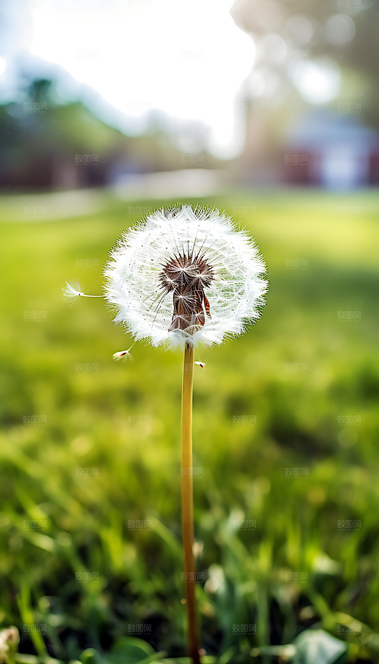 蒲公英种子花卉摄影图