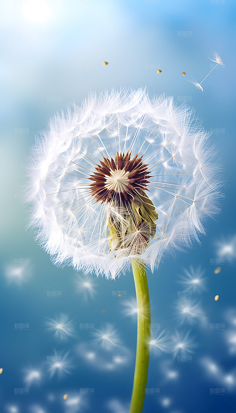 蒲公英花卉植物摄影图