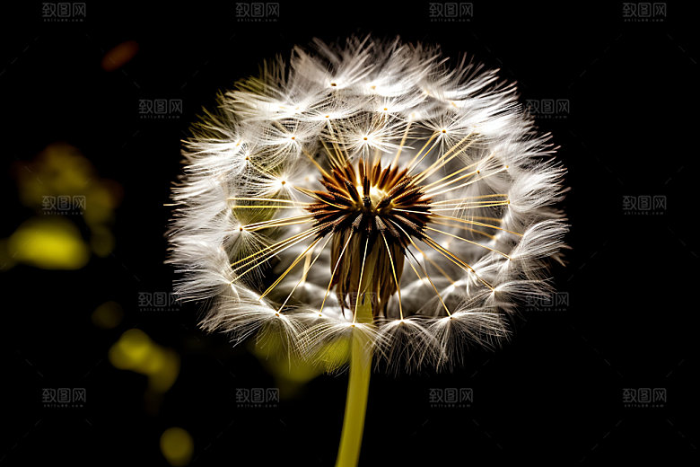 蒲公英植物花卉摄影图