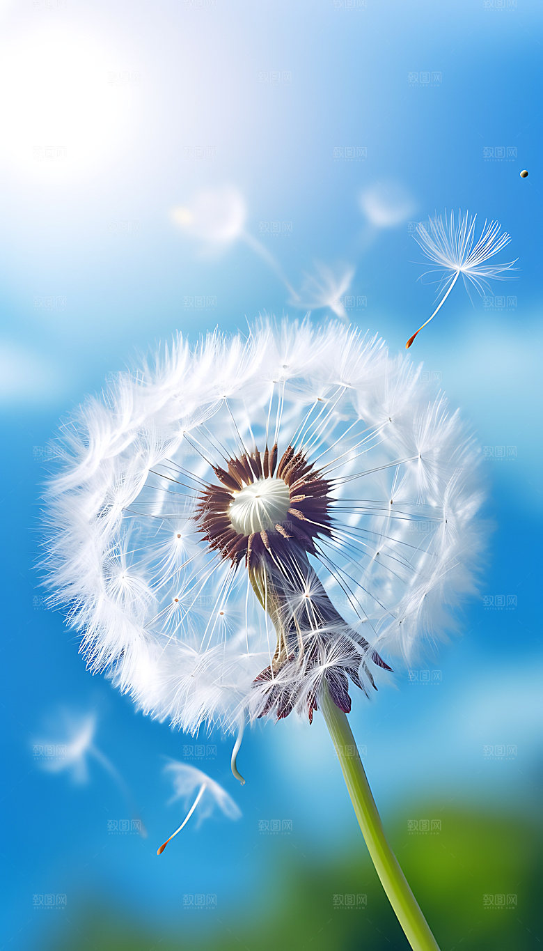 蒲公英花卉种子摄影图