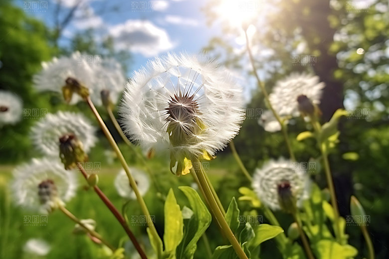 蒲公英种子花卉摄影图