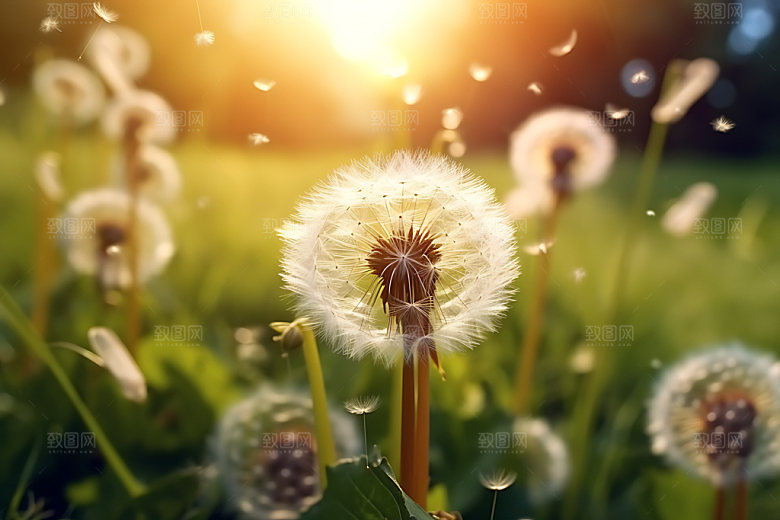 蒲公英种子植物摄影图